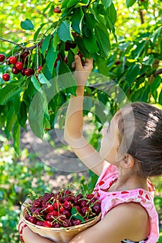 A child harvests cherries in the garden. Selective focus.