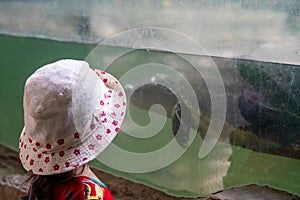 A child with hat and dress watching the River terrapin or Labi - labi in Malay, Swimming in an aquarium. View from behind