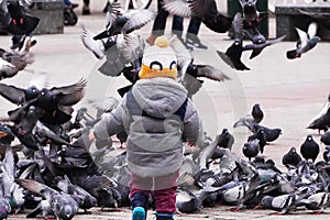 A child in a hat and jacket feeds a flock of pigeons. The view from the back. Urban entertainment for children
