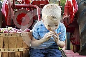 Child having fun apple picking and sitting on a red antique tractor