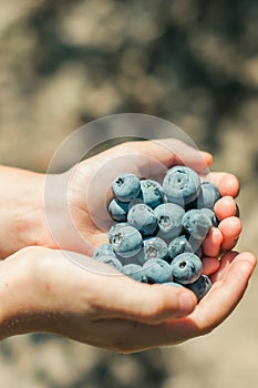 A child having a handful of fresh blueberries