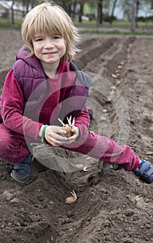 child helping to plant potatoes in the ground in spring