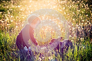 Child and his dog in white dandelion meadow