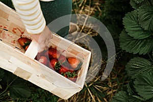 Child holding basket with fresh red strawberries on strawberry field