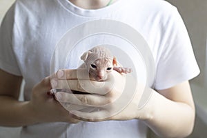 Child holding Canadian sphynx in hands at home.