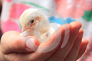 Child Holding a Chick