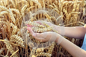 Child holding crop in wheat field