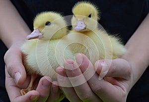 Child holding ducklings