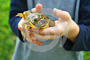 Child holding frog