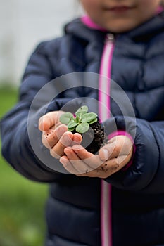 Child holding growing plant in her hands