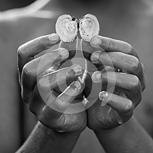 Child holding mussel shell