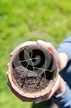 Child holding a pot with starting plants