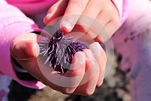 Child holding purple sea urchin