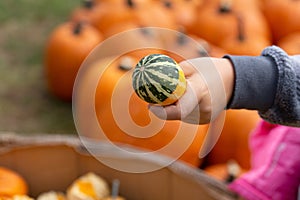 Child holding small decorative pumpkin at harvest time