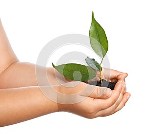Child holding soil with green plant in hands