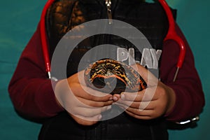 Child holding a turtle.  A young boy wants to become an exotic veterinarian