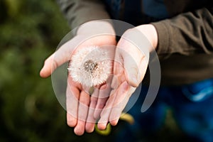 A child holding a white dandelion in his palms in the middle of a field of green grass