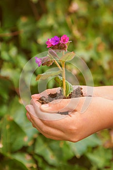 Child is holding a young flower growing in the ground.