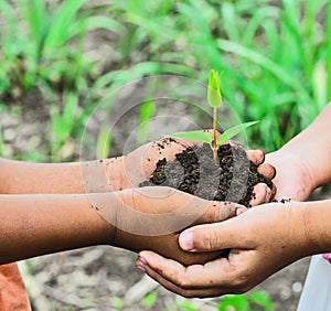 Child holding young plant in hands