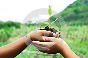 Child holding young plant in hands against spring green backgrou