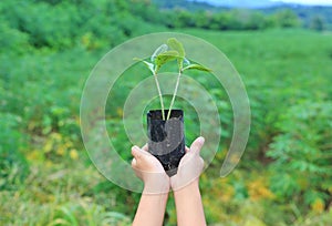 Child holding young seedling plant in hands tree. Concept Earth day