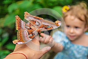 Child holds a butterfly on their hand. Coscinocera hercules. Selective focus.