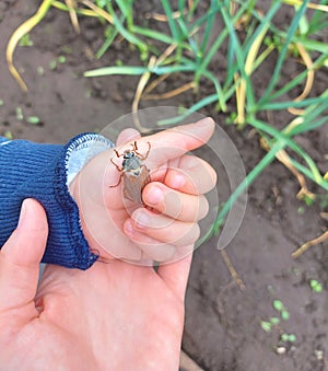 the child holds a Chafer in his palm. the kid explores nature, catches insects. childhood, learns the world around