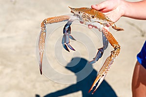A child holds a crab in his hands