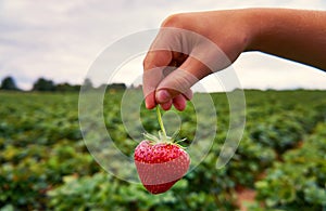 A child holds a freshly picked red strawberry in his hand. With a blurry strawberry field in the background