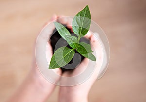 The child holds in his hands a seedling of pepper