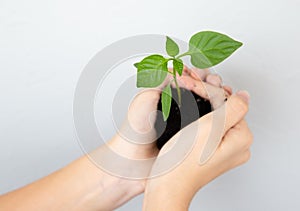 The child holds in his hands a seedling of pepper