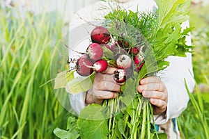 The child holds a large bunch of radishes collected from the garden in the city. Organic vegetables. Fresh farm produce