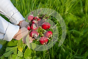 The child holds a large bunch of radishes collected from the garden in the city. Organic vegetables. Fresh farm produce