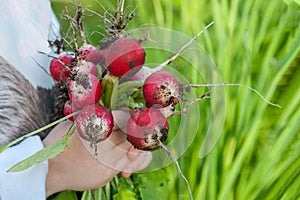 The child holds a large bunch of radishes collected from the garden in the city. Organic vegetables. Fresh farm produce