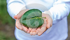 The child holds a leaf in his hands, to protect nature. Selective focus