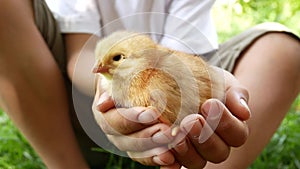 The child holds a little chicken in his hands