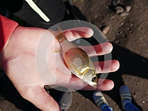 The child holds in the palm of a carp, which was caught in the pond of the city Park. City Park on a Sunny autumn day. hobby fishi