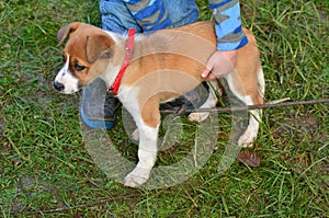 Child holds a puppy dog