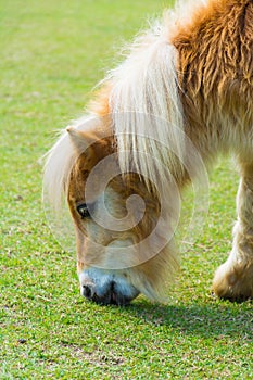 Child horse eats the grass