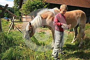 Child and horse Haflinger