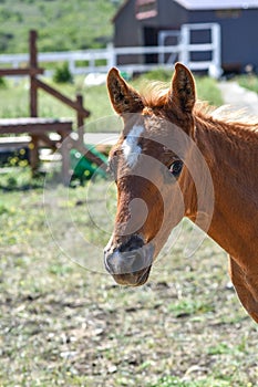 Child of a horse, little stallion, foal brown, lovely and little foal