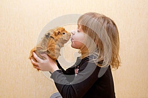 Child kissing guinea pig. Love for animals
