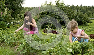 Die Küche garten 