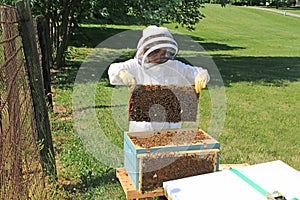 A Child Learning to Find the Queen and Inspect Frames