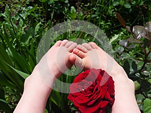 Child legs and rose.