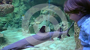 Child, little boy watching, looking fishes in under water aquarium in oceanarium. Pet shop. Boy looks at fish swimming