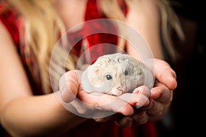 Child with a little dwarf hamster in her hand