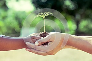 Child little girl and parent holding young plant in hands