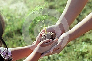 Child little girl and parent holding young plant in hands