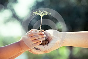 Child little girl and parent holding young plant in hands